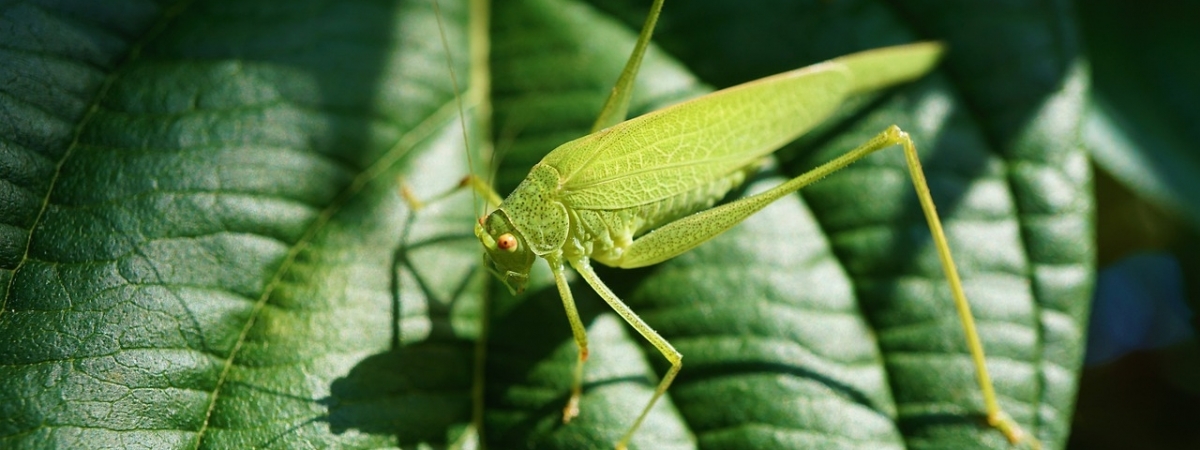 Evolution of hearing and singing in katydids, crickets, and allies