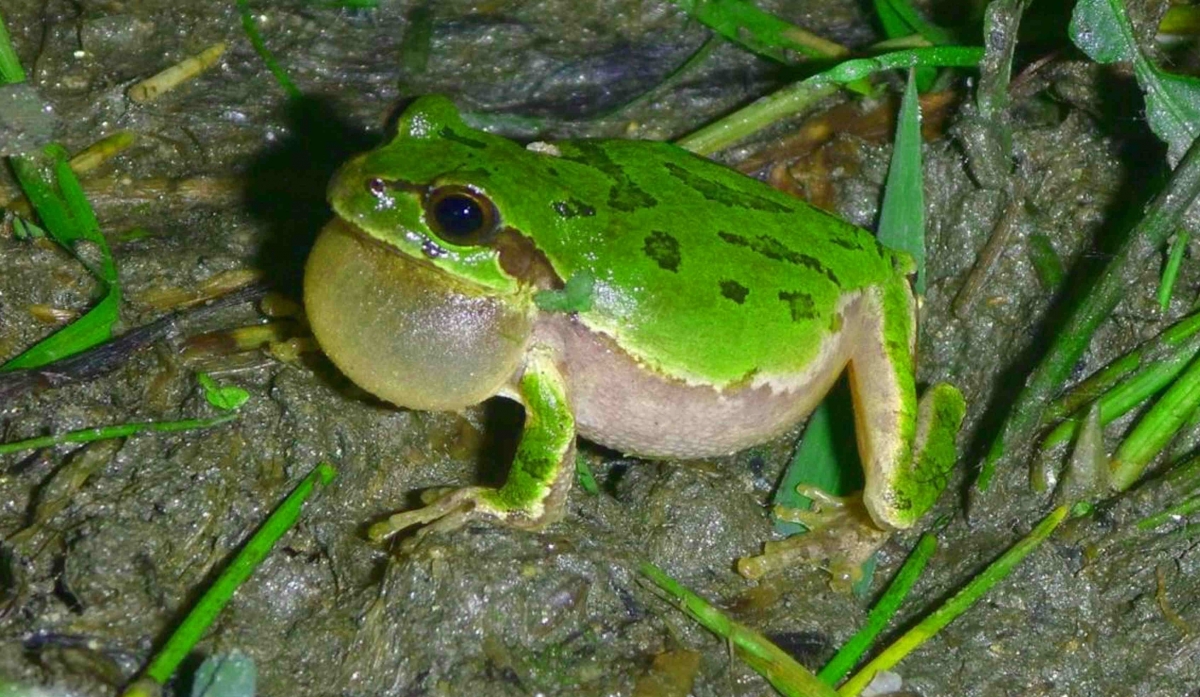 Behavioral and Population Ecology