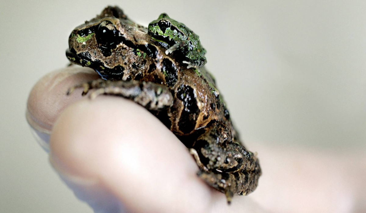 Behavioral and Population Ecology