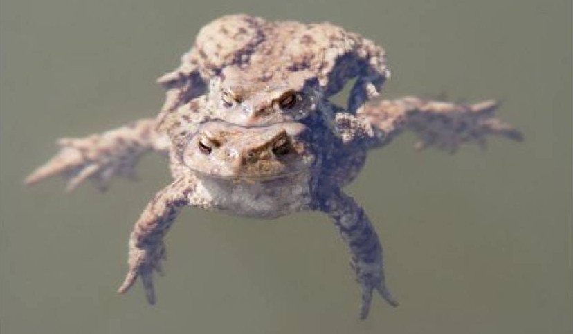 Behavioral and Population Ecology