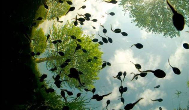 Behavioral and Population Ecology