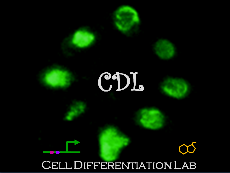 Cell Differentiation Laboratory