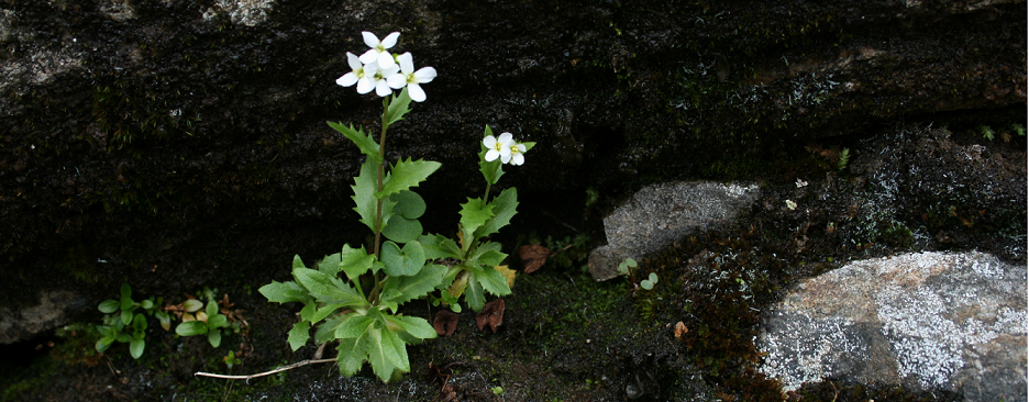 Lab of Plant Systems Evolution