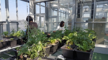Lee lab diary - radish in the green house