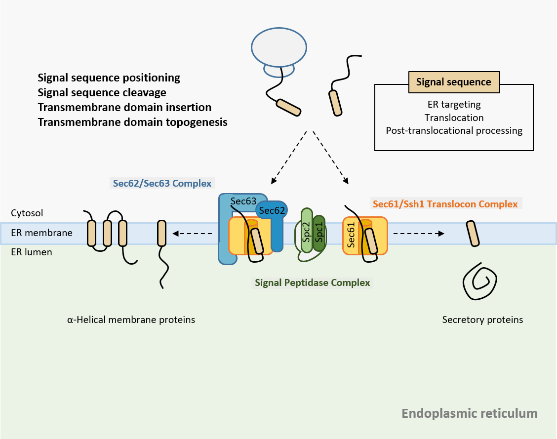 Laboratory of Membrane Biology