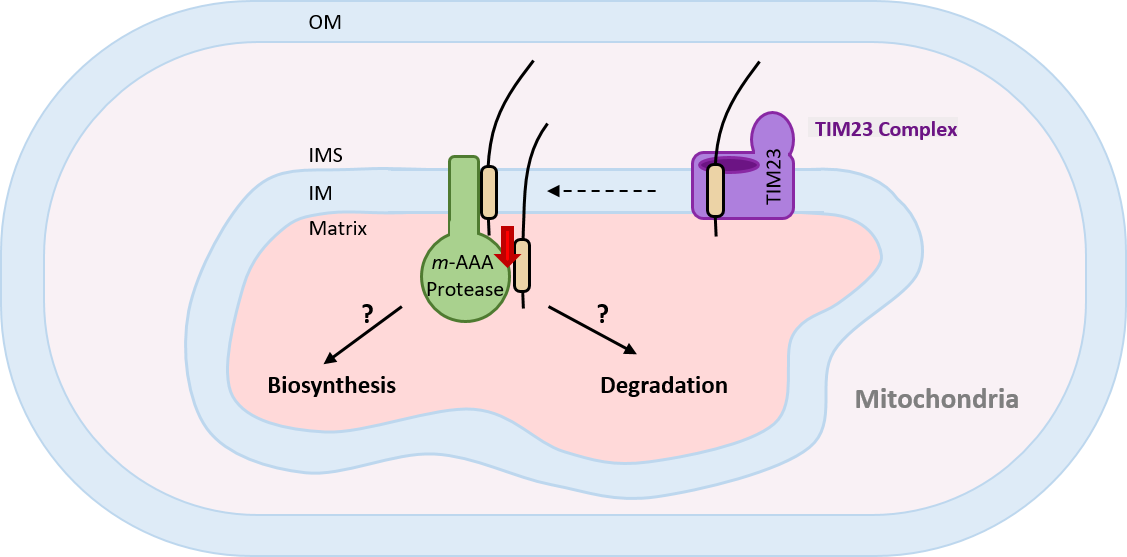 Laboratory of Membrane Biology