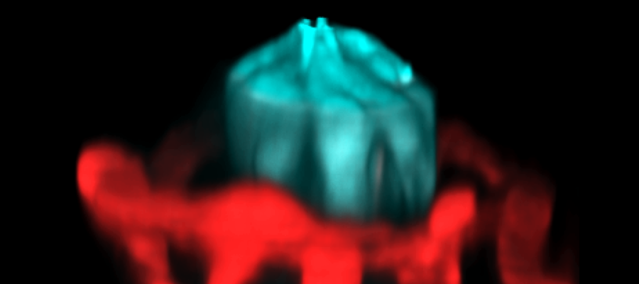 Neurophotonics Lab