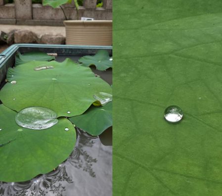 Lotus effect