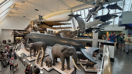 영국 Natural History Museum London 2025
