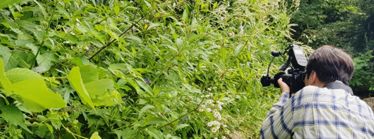 Ecological investigation of insect fauna in DMZ