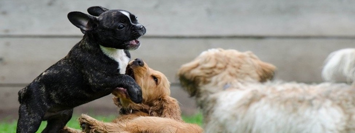 Comparative Genomics of Dog and Human Ageing