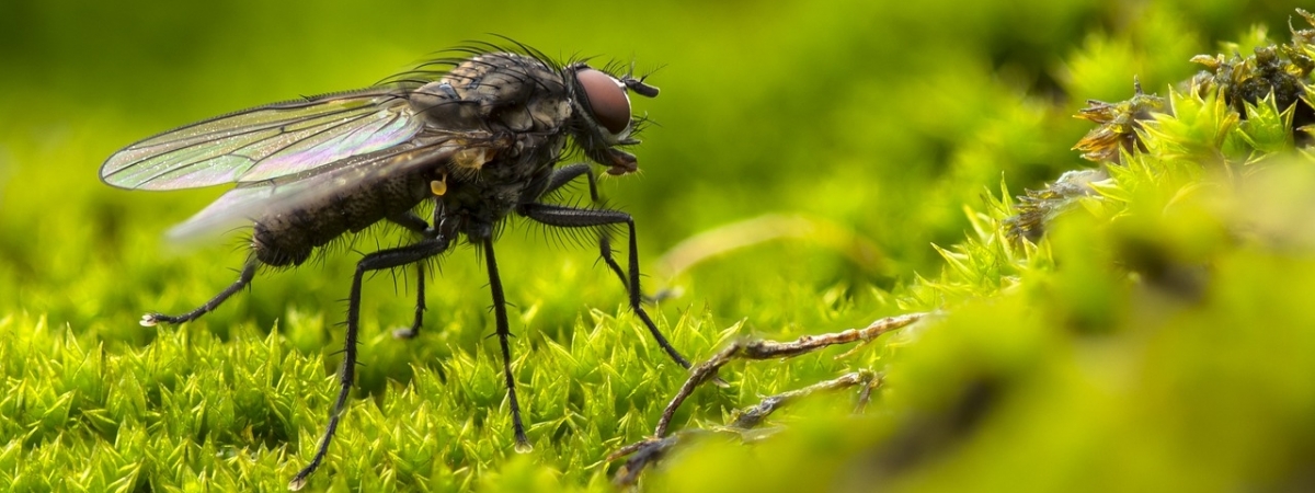 Evolutionary study on phylogenomics and functional genomics for the decomposer flies (Diptera)