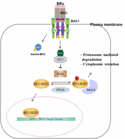 A model for brassinosteroid signaling