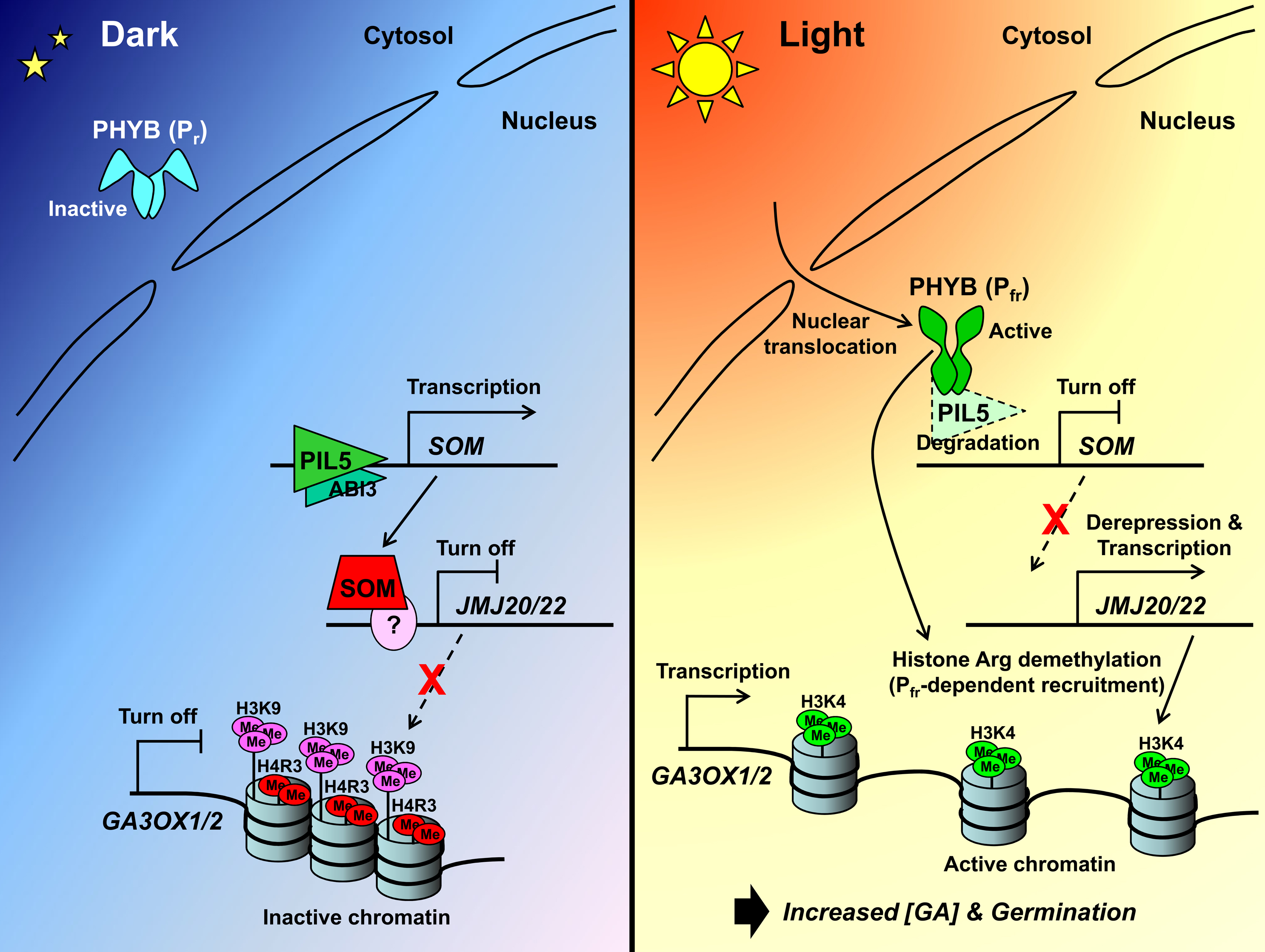 3-regulation-of-seed-dormancy-and-germination-by-epigenetic